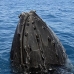 whale_humpback_sb_v_0266_dom0281.jpg